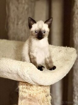 Krásne mačiatka Tonkinese, samec a samica