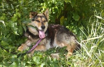 Darujem rozumnú sučku Lindu - mix ovčiak a husky