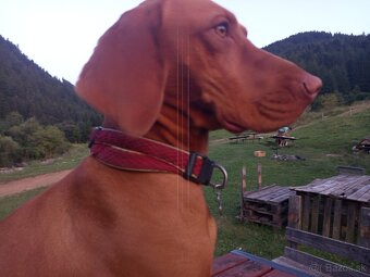 Maďarská vyžla / cane corzo