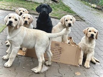 Labrador retriever šteniatka s PP