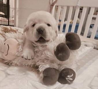 Labrador šteniatka s PP