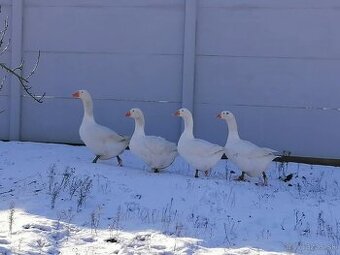 Slovenská bielá hus