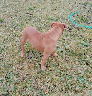 Kontinentálny buldog