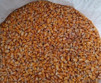 Predám sušenú kukuricu