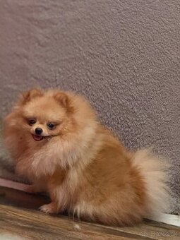 Pomeranian s PP