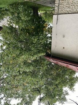 orechové drevo už spílené