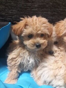 Maltipoo šteniatka.