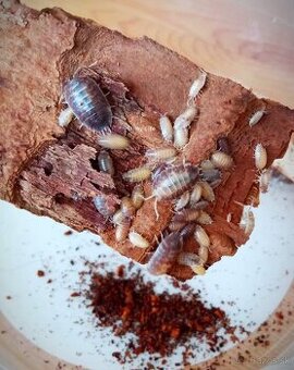 Isopody- Porcellio leavis