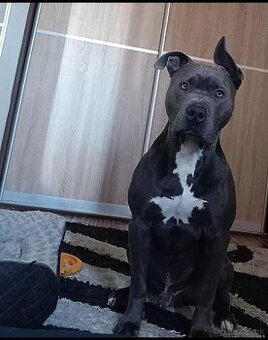 Predám šteniatka Amerického Stafforda