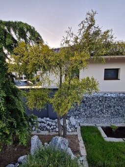 Cypruštek zlatý na kmienku(bonsai)