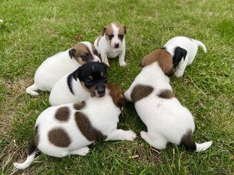Jack Russel Terier