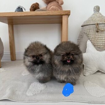 Pomeranian