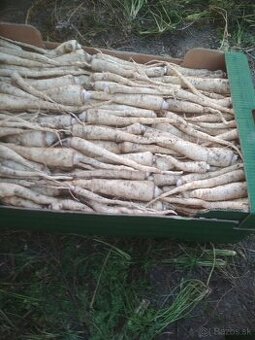 Domáci petržlen , cibula , jablká a sudova kapusta.