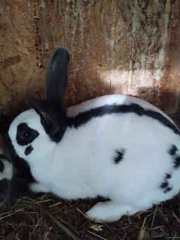 Český strakac - Č.S - 1