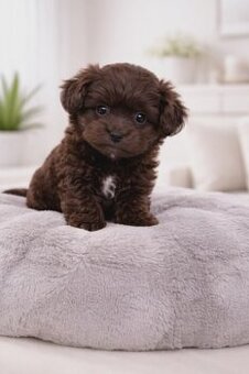 Maltipoo