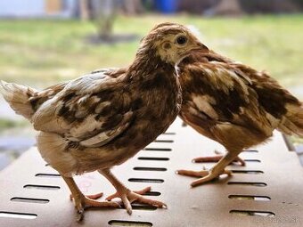 Lohman Brown nosnice