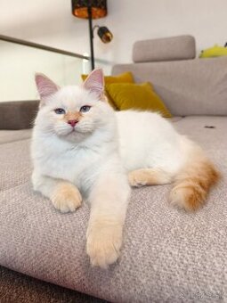 Mačiatka Neva Masquerade