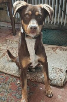 Darujem psíka – kríženec lajky