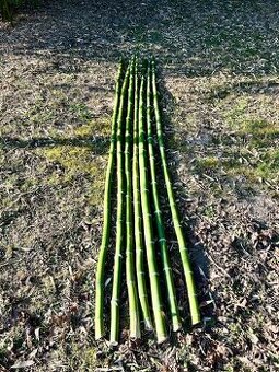 Bambusové palice, 7 ks, dĺžka 250 cm, priemer 5 cm