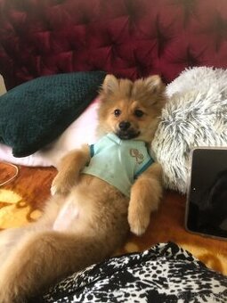 predam pomeranian