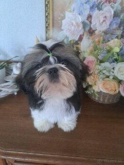 Shih tzu s PP / shi-tzu / shihtzu / shih-tzu