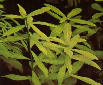 Hygrophila polysperma mokranka