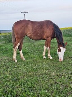 Aph kobylka , paint horse kobylka