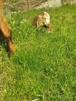 Dojna Angonubijska  koza