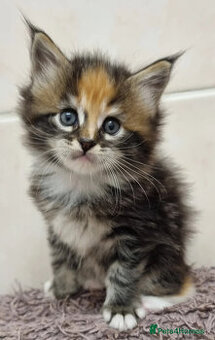 Mačiatka Maine Coon