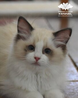 Ragdoll s PP – nádherná seal bicolor mačička na maznáčika