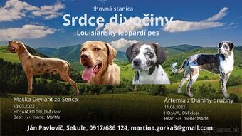 Louisianský leopardí pes s PP