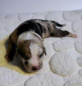 Louisianský leopardí pes s PP