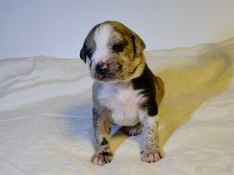 Louisianský leopardí pes s PP