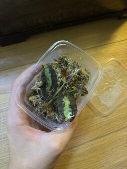 Predam alebo vymenim za ine rastliny