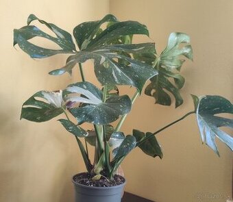 Monstera Thai constellation
