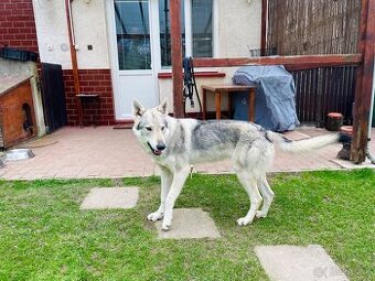 Československý vlčiak