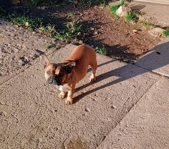 Francúzsky buldoček