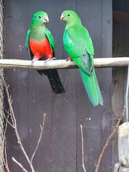 Papagáj Kráľovský