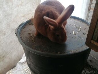 Burgudske králiki Hyla králiki