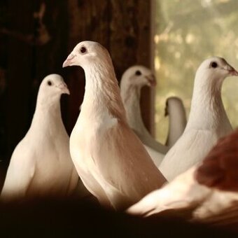 PREDAME Biele poštove holuby