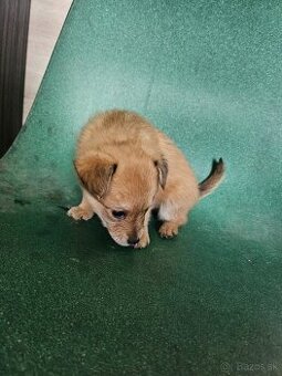 Križec s pomerianom