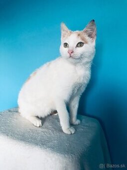 MEGGIE SI HĽADÁ DOMOV VO VNÚTRI