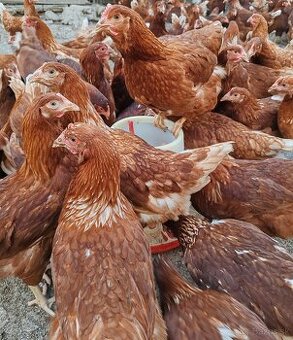 nosnice