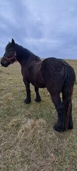 Predám ťažnú kobylu