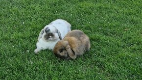 Zakrslý králik baranček - Holland Lop
