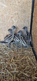 Emu