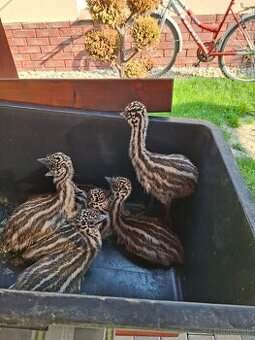Emu