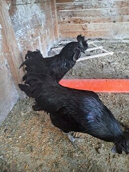 Ayam cemani