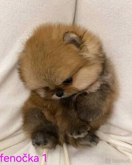 Pomeranian mini