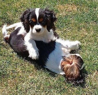 Cavalier, kavalier, cavalier king charles spaniel